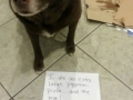 Faces of guilt