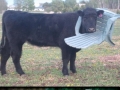 Animals having a bad day