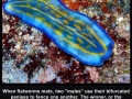 When flatworms mate