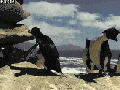 Graceful creatures
