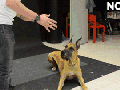 There are 4 kinds of dog