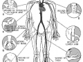 Stopping bleeding