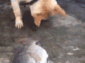 Dog has a heart of gold