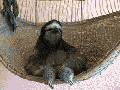 This gif changed my life