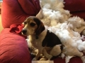 Cute things dogs do