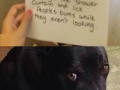 Bad dogs