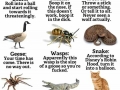 Surviving animal attacks