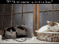 F**k whoever in it