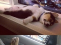 Puppies sleeping