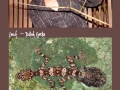 New species discovered