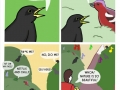 What birds really talk about