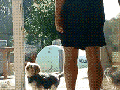 Why I love dogs