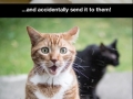 Hilarious cats