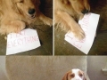 Dogs shamed