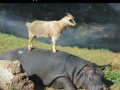 Animal friendships