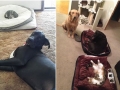 Dog beds stolen by cats