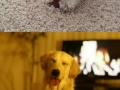 Happiest dogs in the world