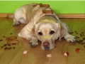 Patient & well trained dogs