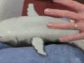 Tickling a shark
