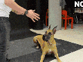 Tico is my kind of dog