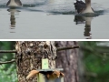 Comedy Wildlife