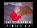 Fashion Cat