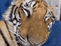Tiger sniff