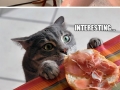 If cats were scientists..