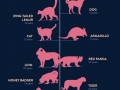 Lifespan of animals