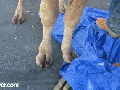 Camel toe prank