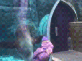 Seal plays fetch
