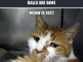 1st world cat problems