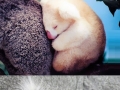 Cute baby animals