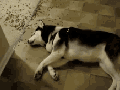 Too lazy