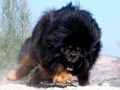 Tibetan mastiff, enough said