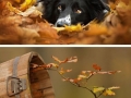 Animals enjoying autumn