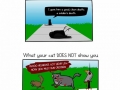 Your beloved cat