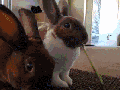 Two bunnies, one leaf