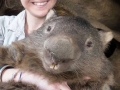 Oldest living wombat