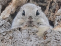 Flying squirrels