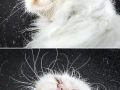 Cats in mid-shake