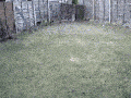 Baby fox head gets stuck