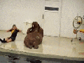 Walrus workout