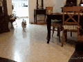 Wasted level animal