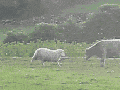 Wait for it..