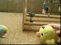 We must dance