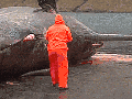 Whale's stomach exploding