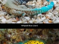 Animals you might not know