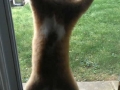 Cats regretting their choices