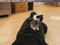 Cats using dogs as pillows